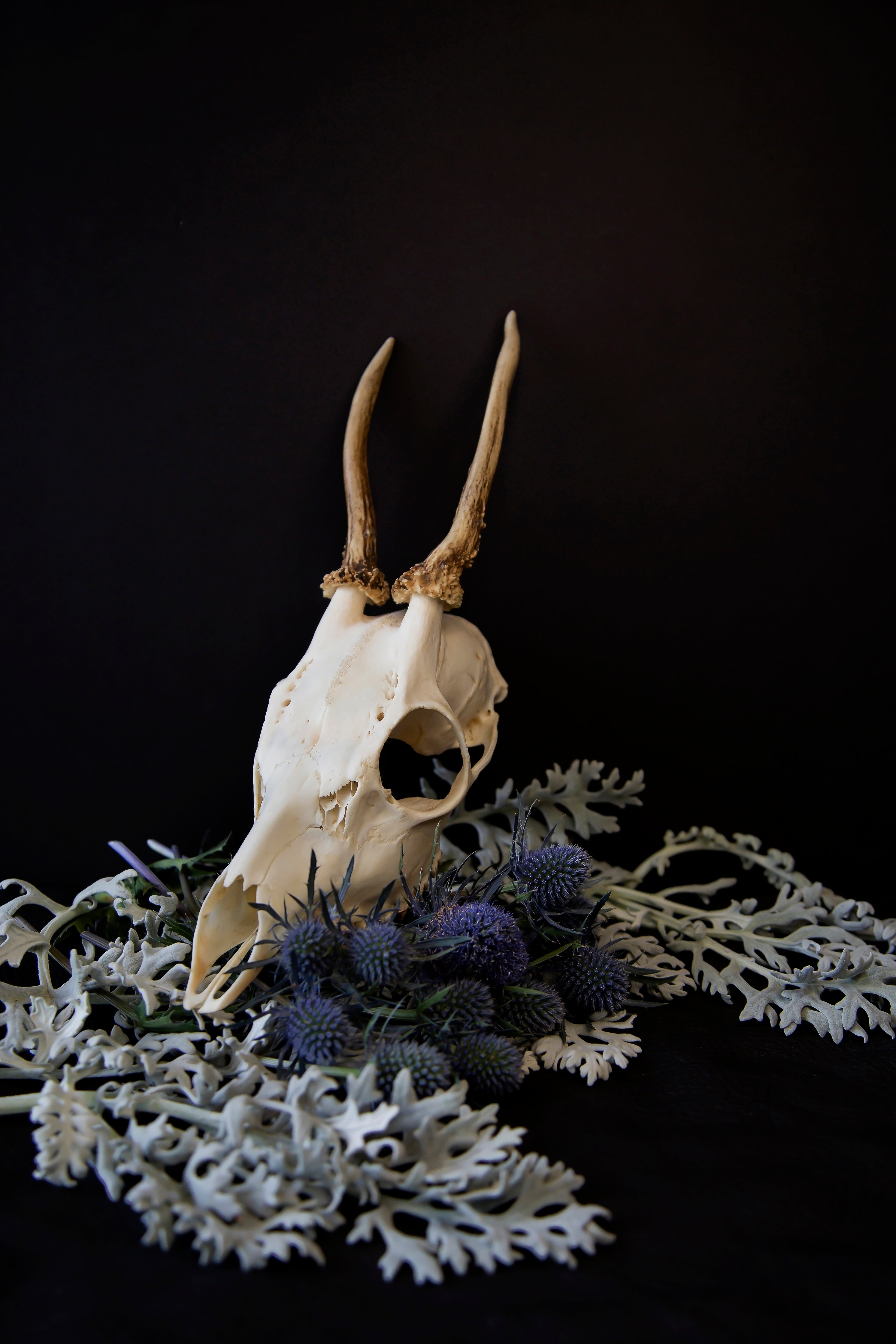 beauty & decay series