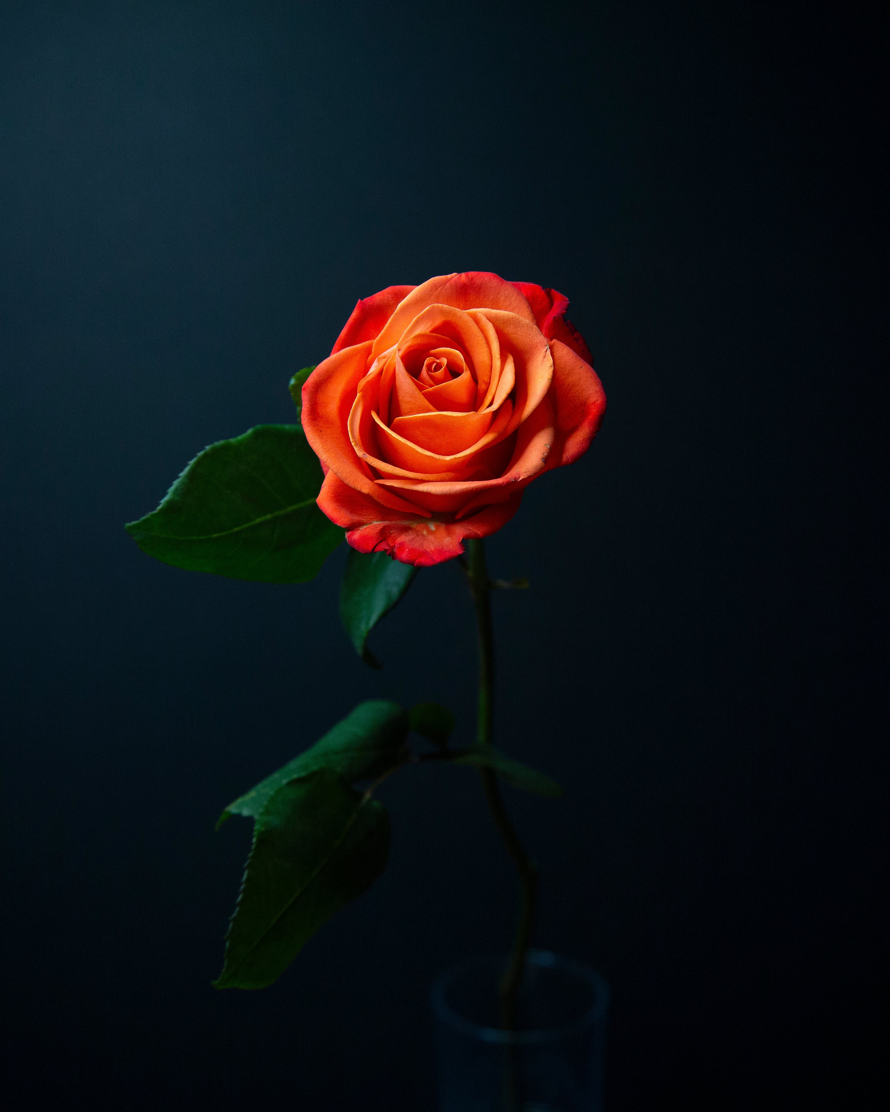 Orange Rose