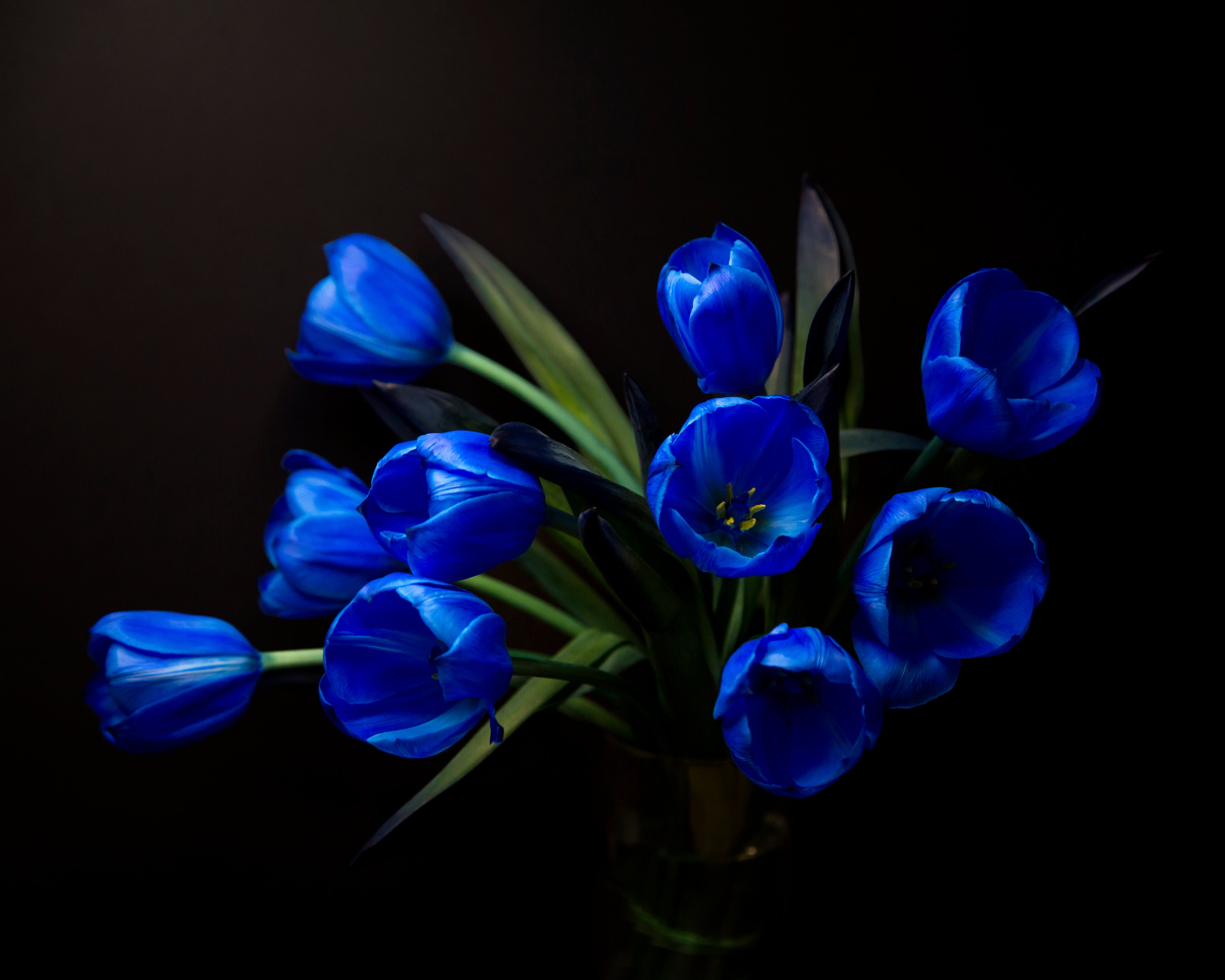 Electric Blue Tulips Bouquet