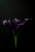 Purple Calla Lily Bouquet
