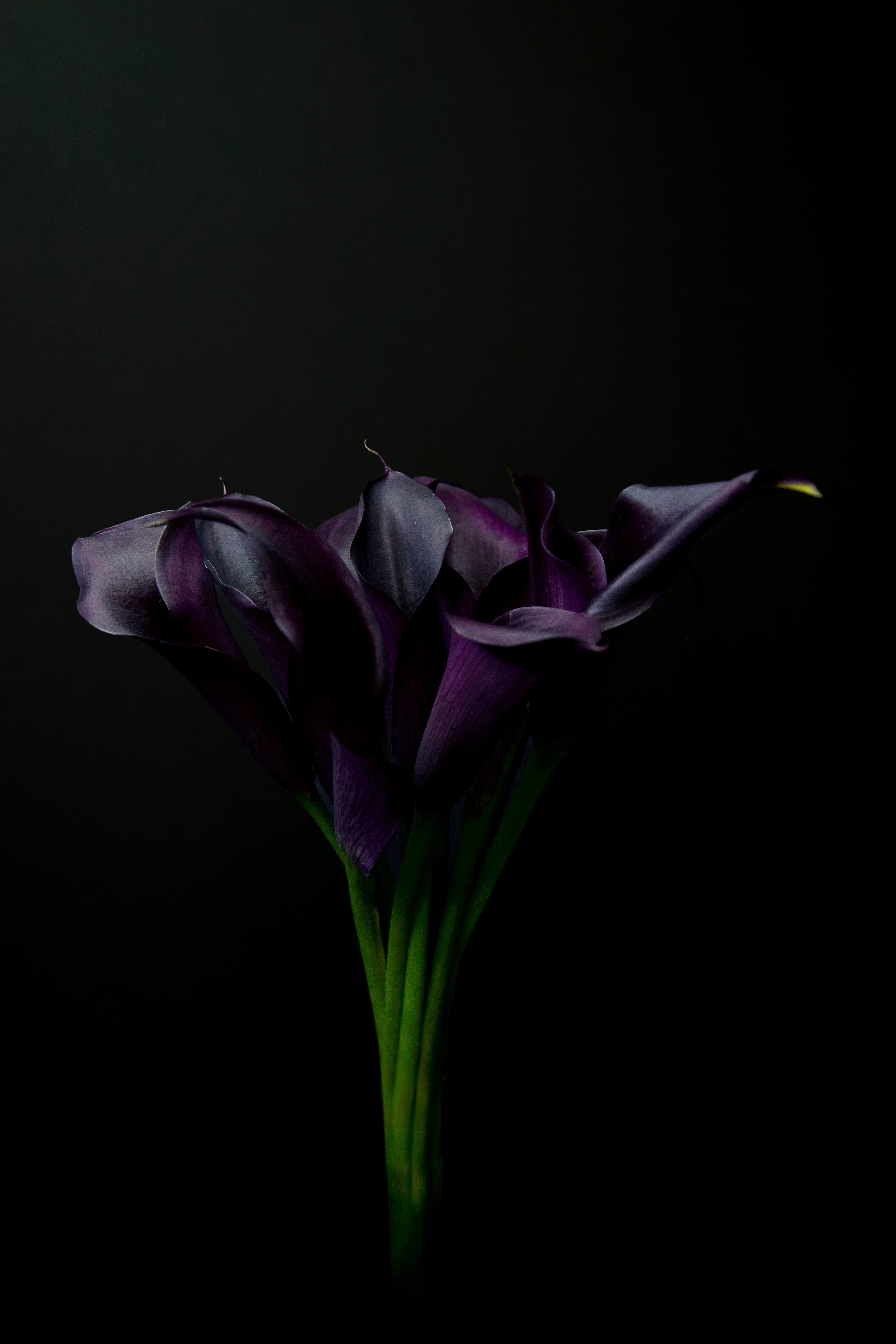 Purple Calla Lily Bouquet