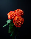 Orange Roses