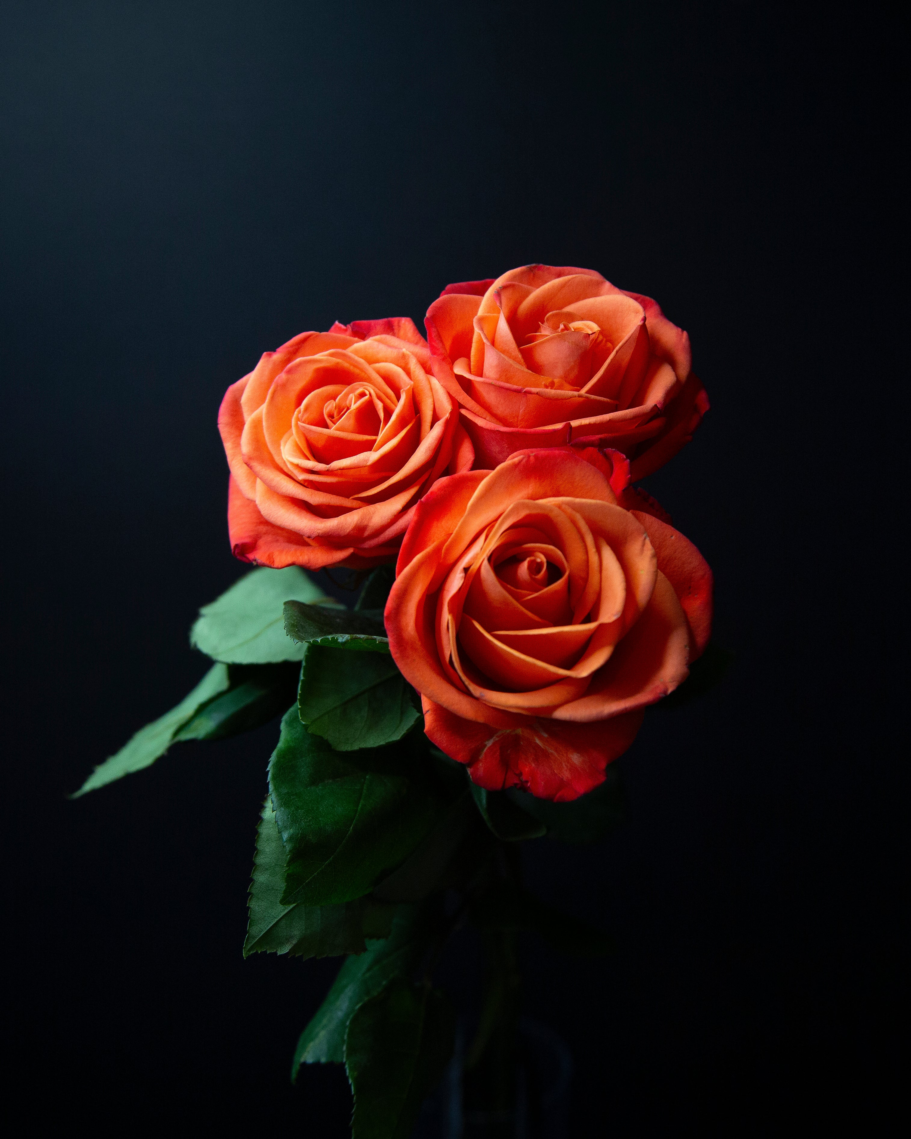Orange Roses