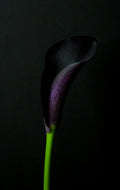 Dark Calla Lily