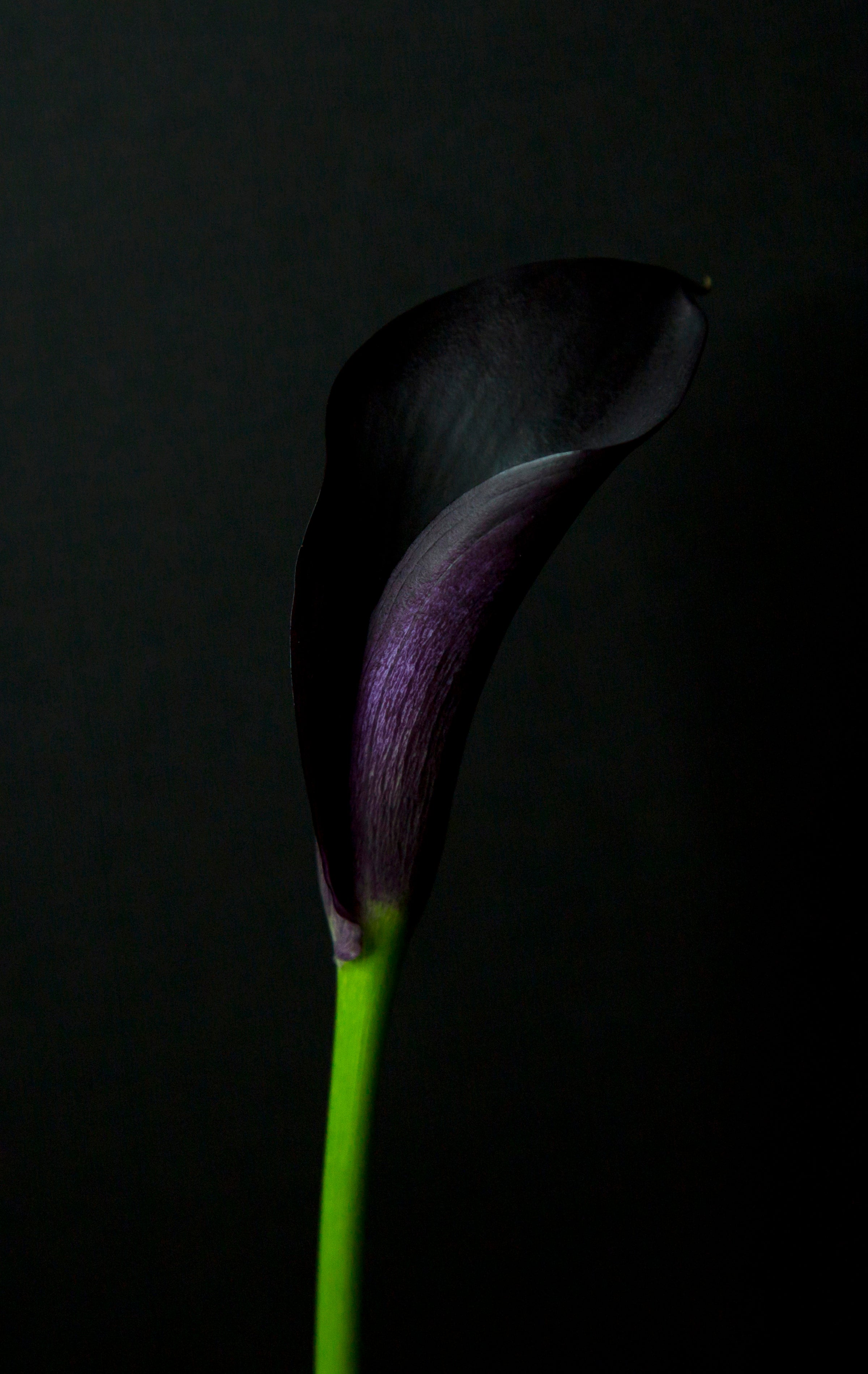 Dark Calla Lily