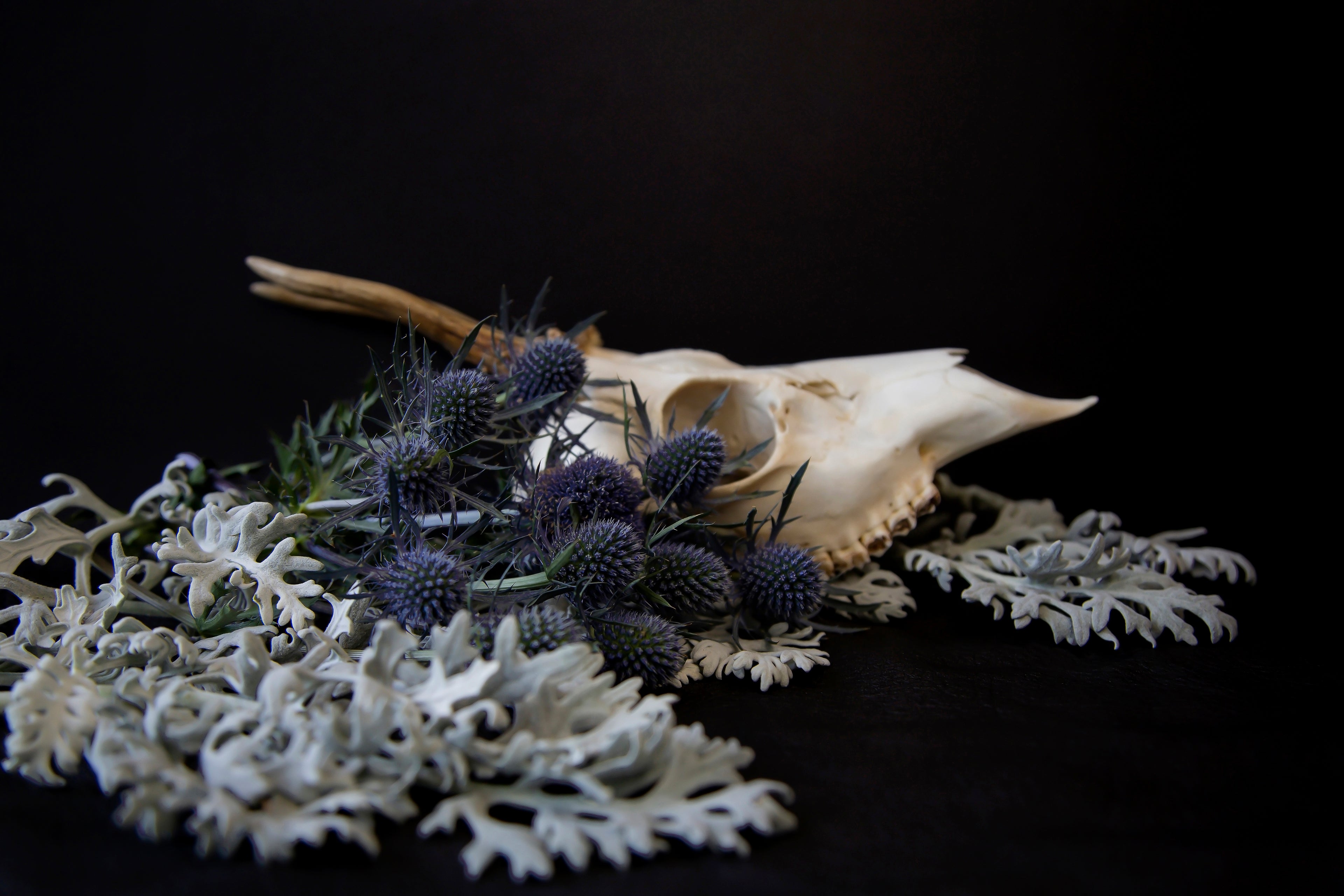Muntjac Skull and Thistles