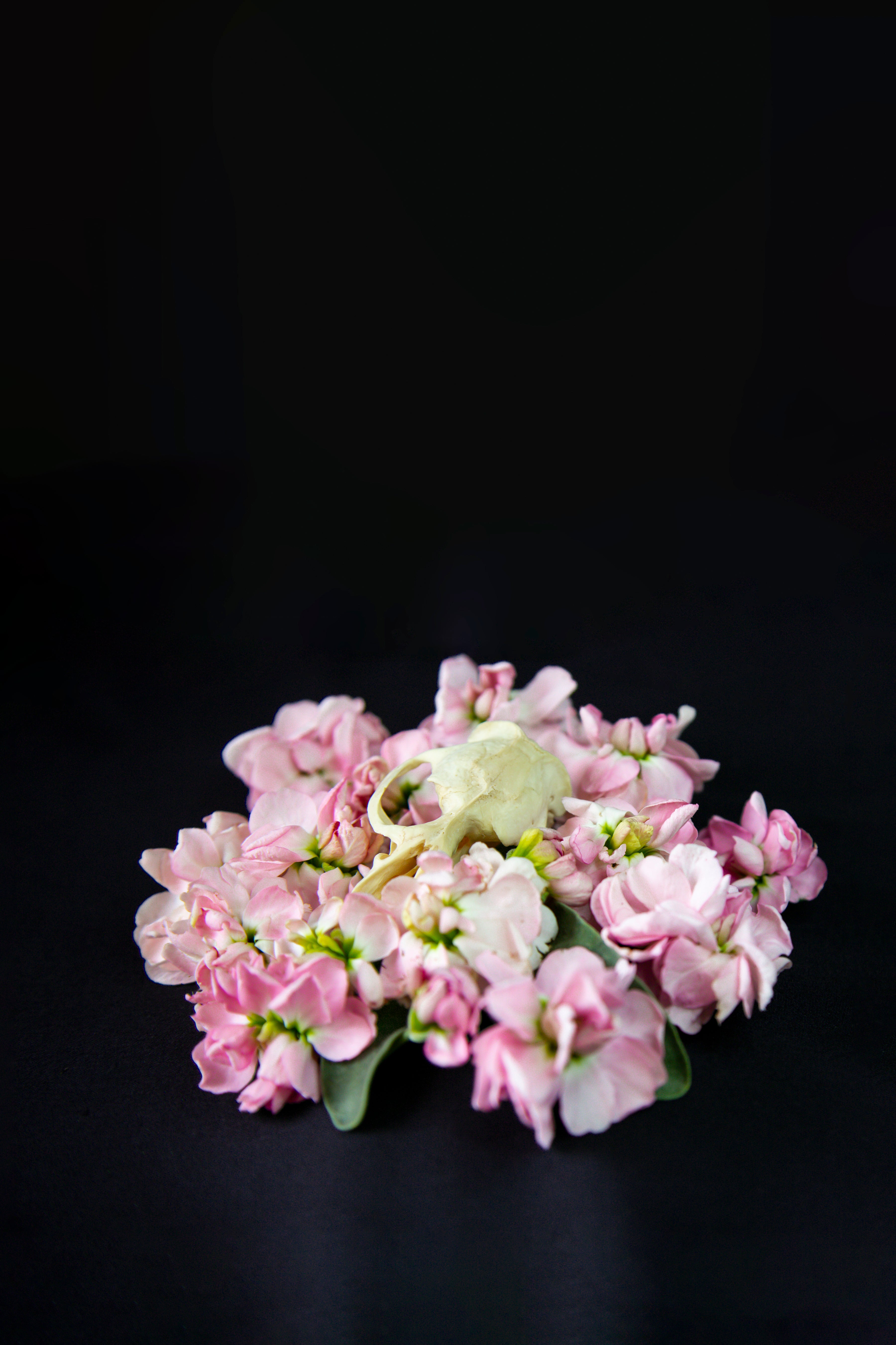Muskrat Skull and Delphiniums