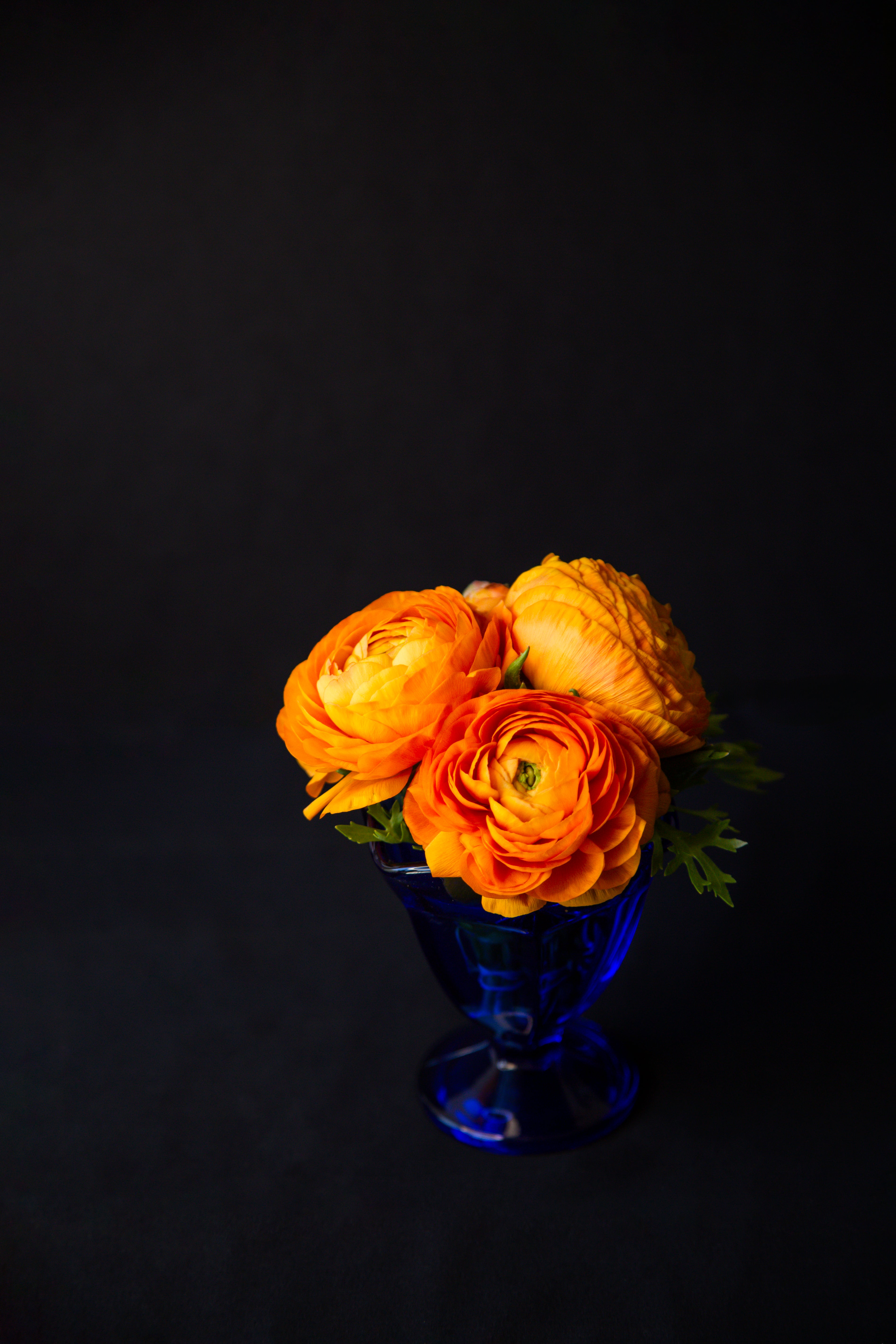 Persian Buttercups