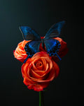 Blue Butterfly and Orange Roses