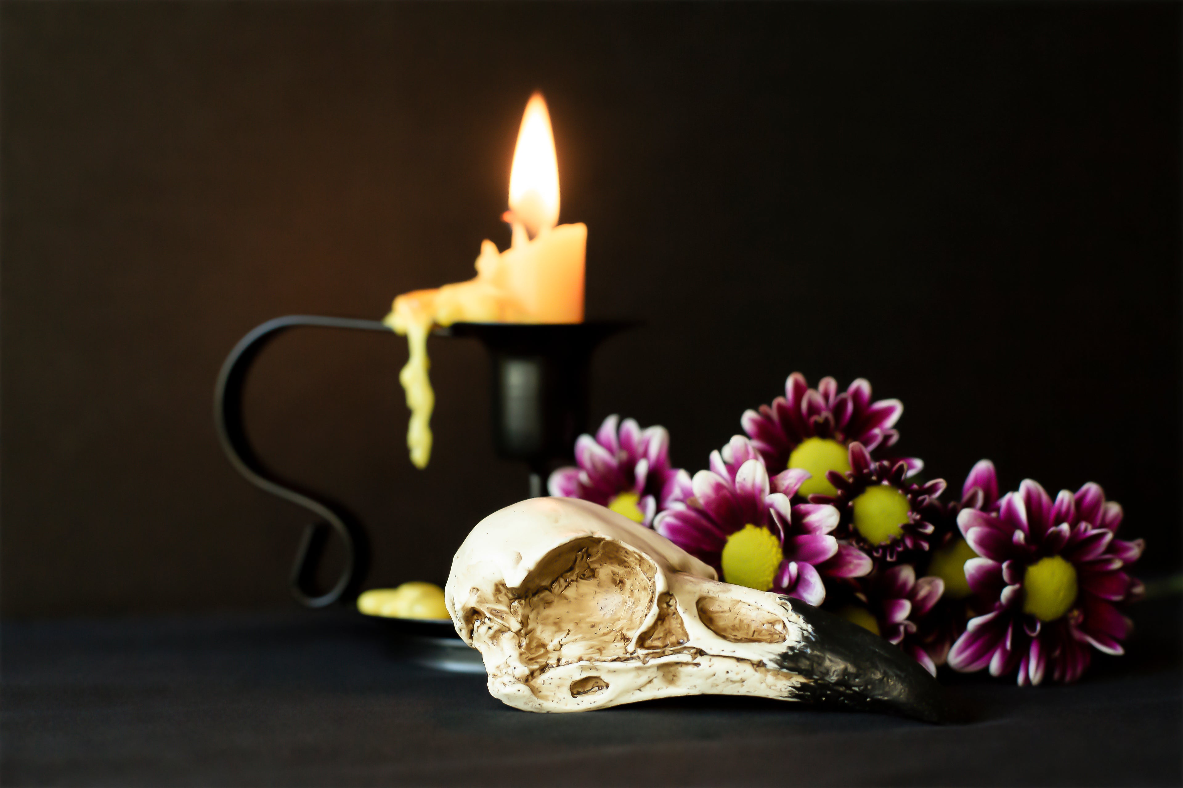 Raven Skull, Daisies, and Candle