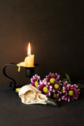 Raven Skull, Daisies, and Candle Still Life