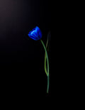 Electric Blue Tulip