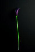 Purple Calla Lily