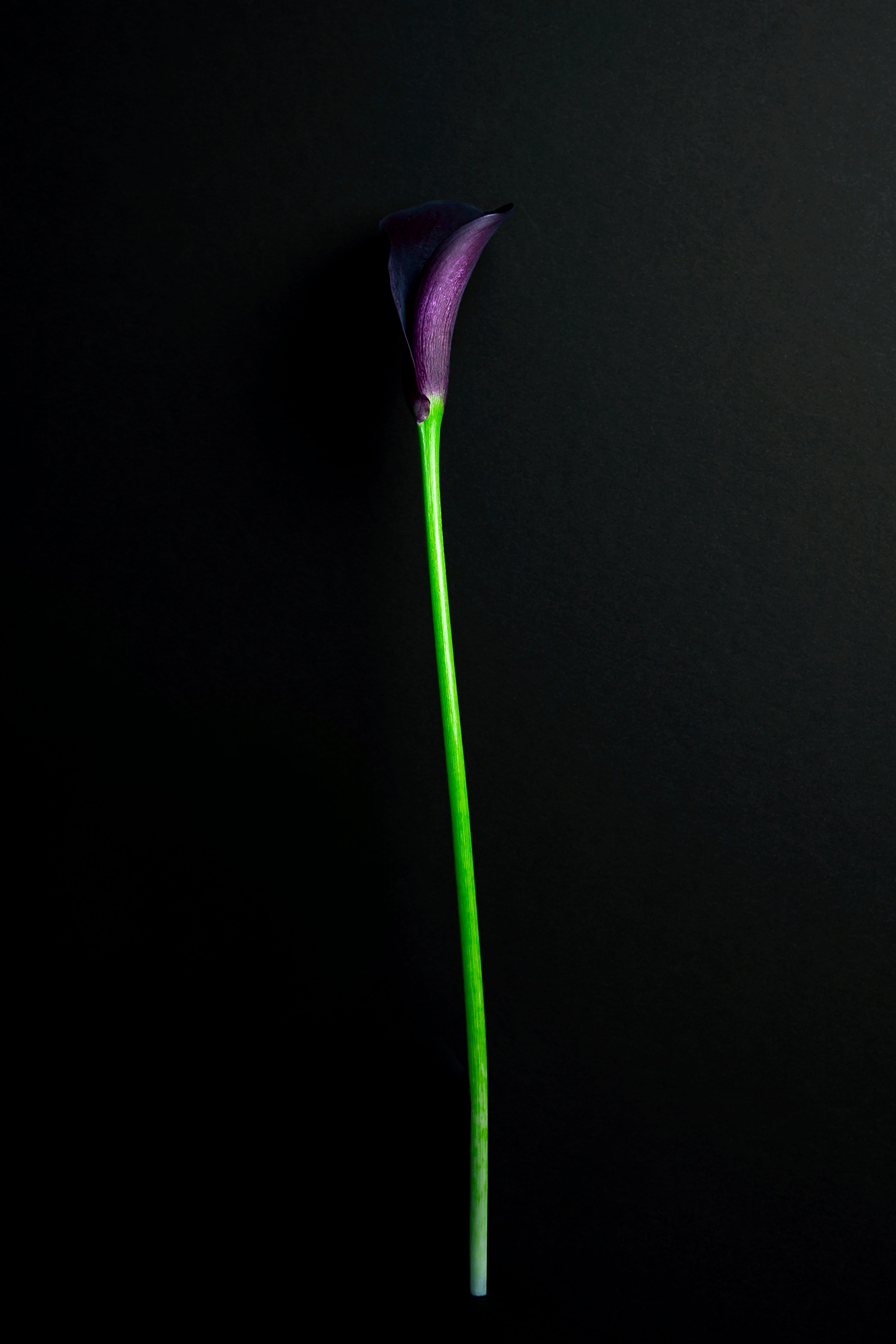 Purple Calla Lily