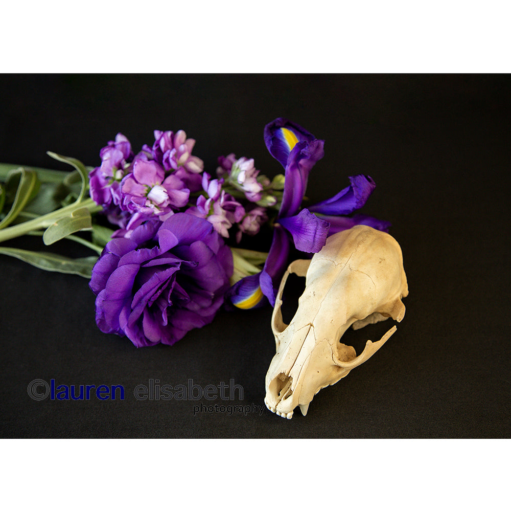 beauty and decay series postcards
