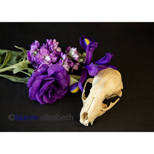 beauty and decay series postcards
