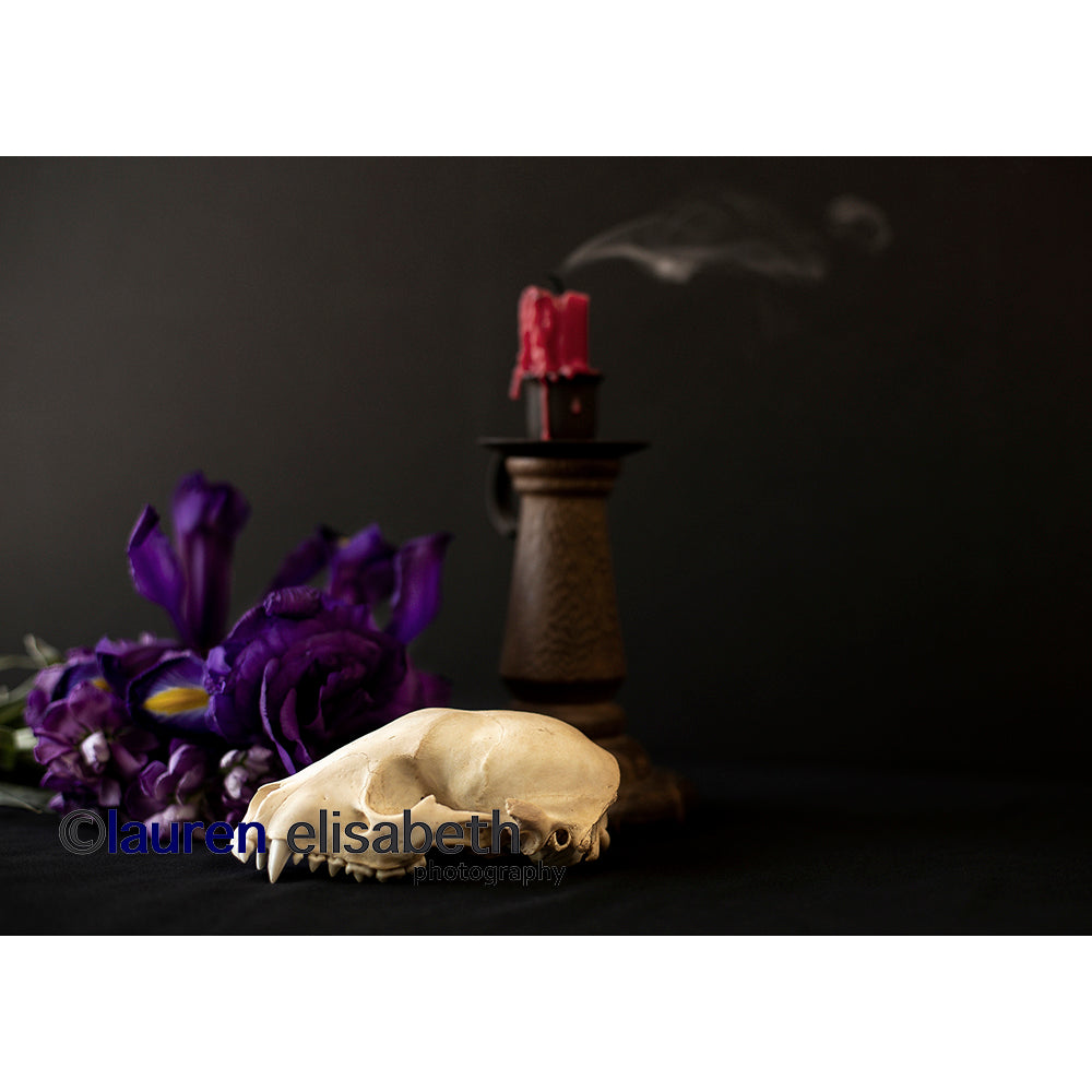 beauty and decay series postcards