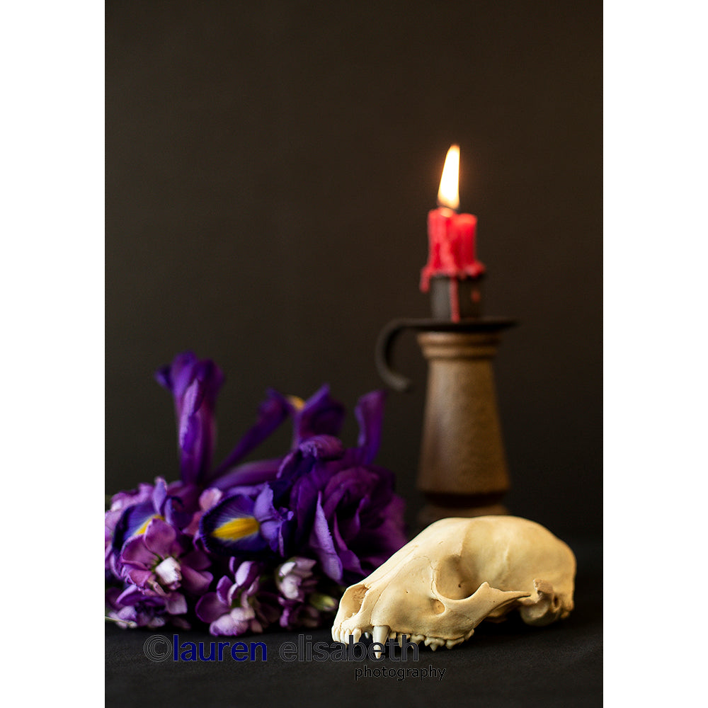 beauty and decay series postcards