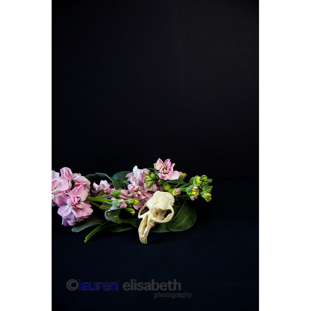 beauty and decay series postcards