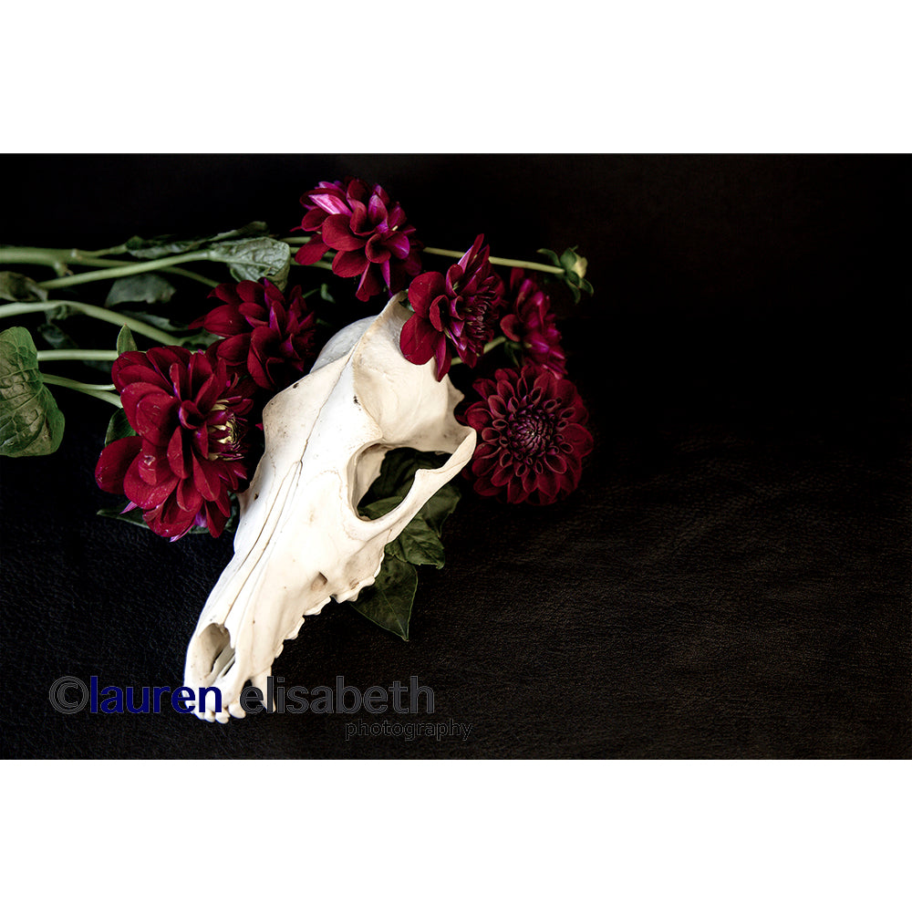 beauty and decay series postcards