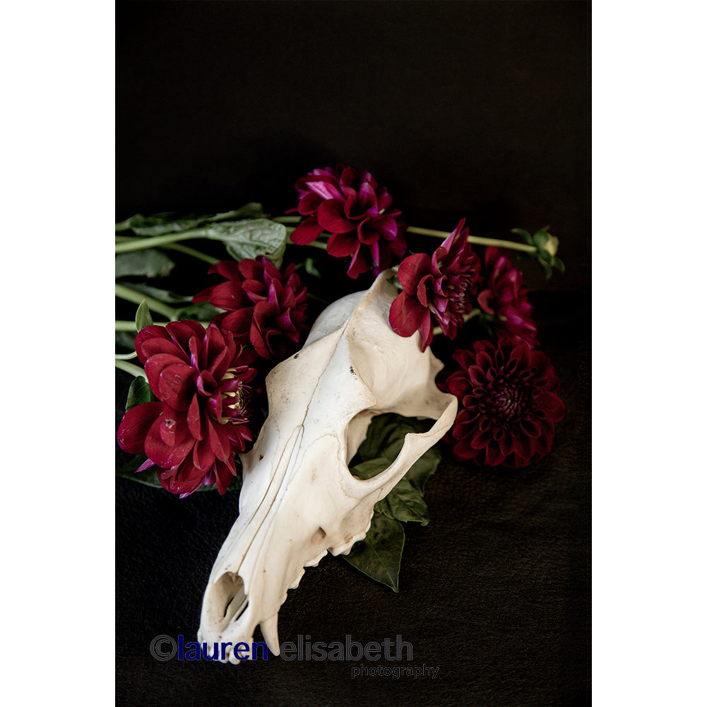 beauty and decay series postcards