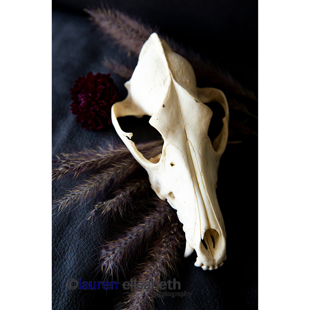 beauty and decay series postcards