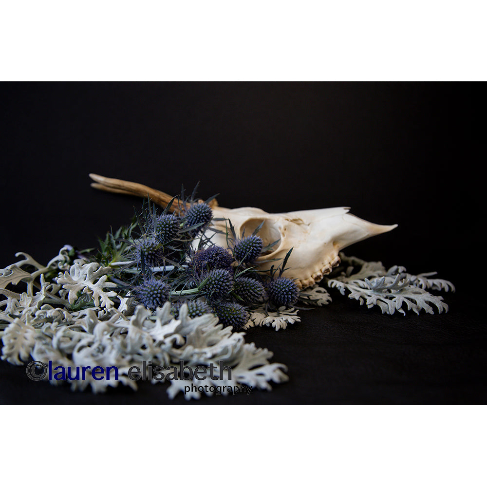 beauty and decay series postcards