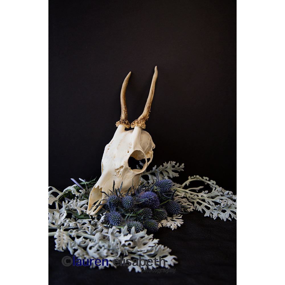 beauty and decay series postcards