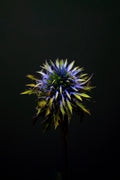 Southern Globe Thistle