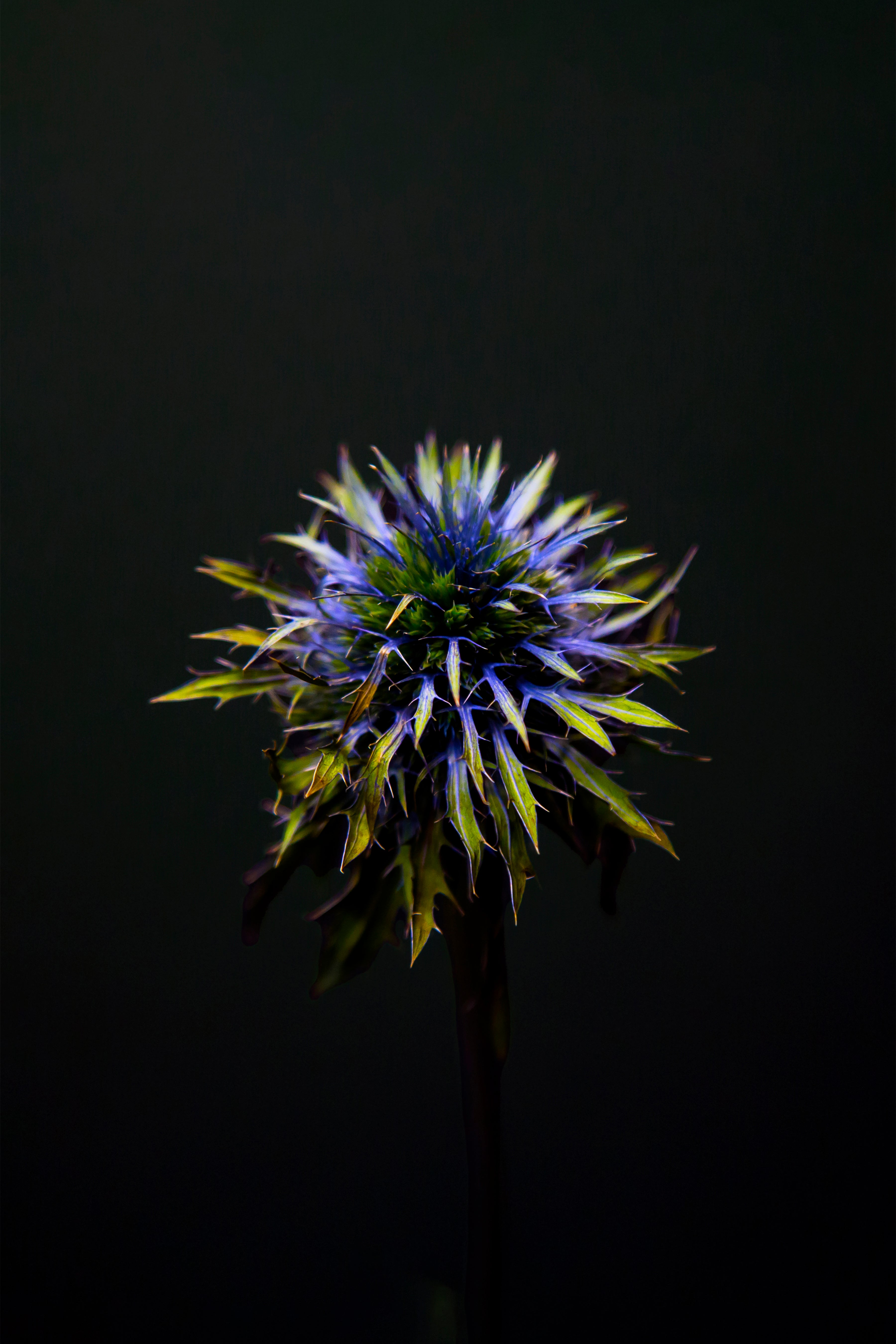 Southern Globe Thistle