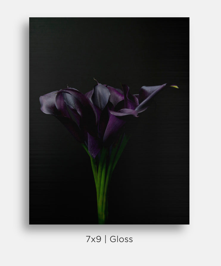 Flora and Fauna Metal Mini Prints