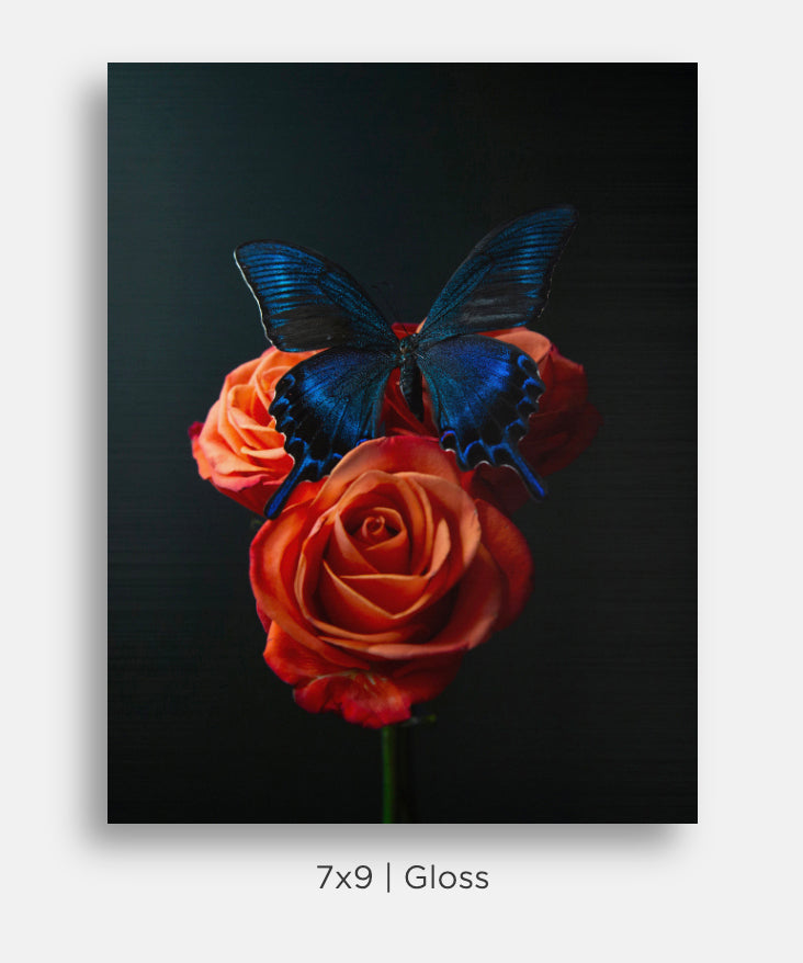Flora and Fauna Metal Mini Prints