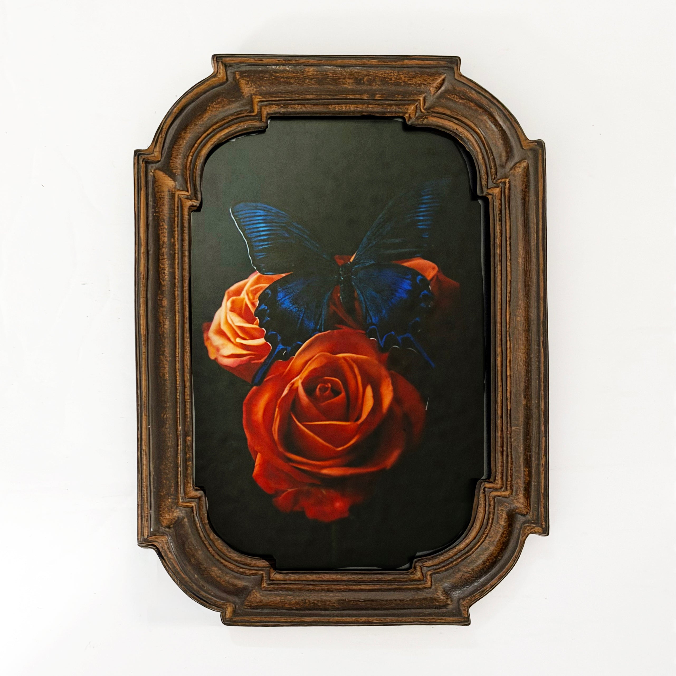 Framed Print Electric Blue Butterfly Perched on Orange Roses 4x6