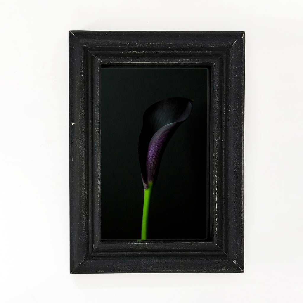 Framed Print Dark Calla Lily Bloom 4x6