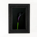 Framed Print Dark Calla Lily Bloom 4x6