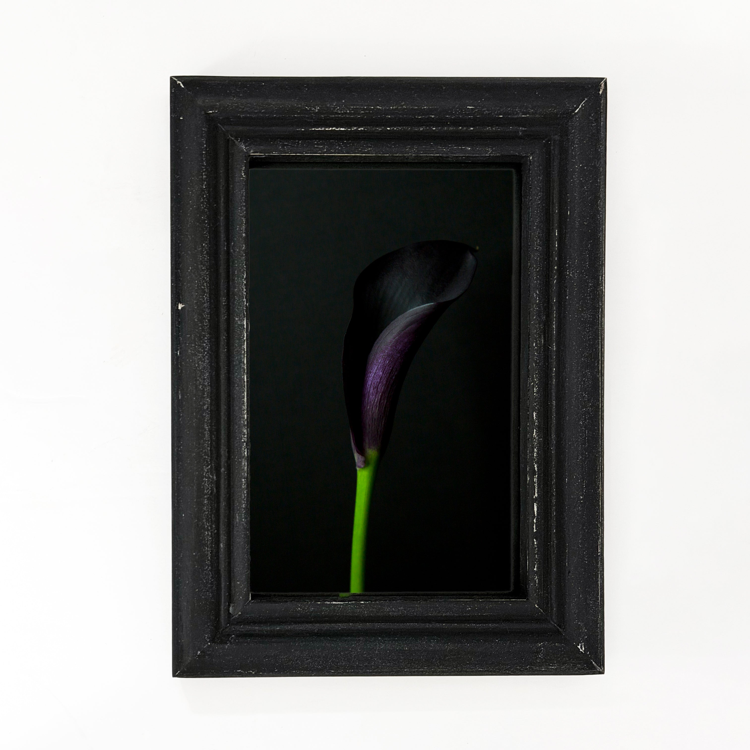 Framed Print Dark Calla Lily Bloom 4x6