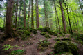 Scottish Forest Grove