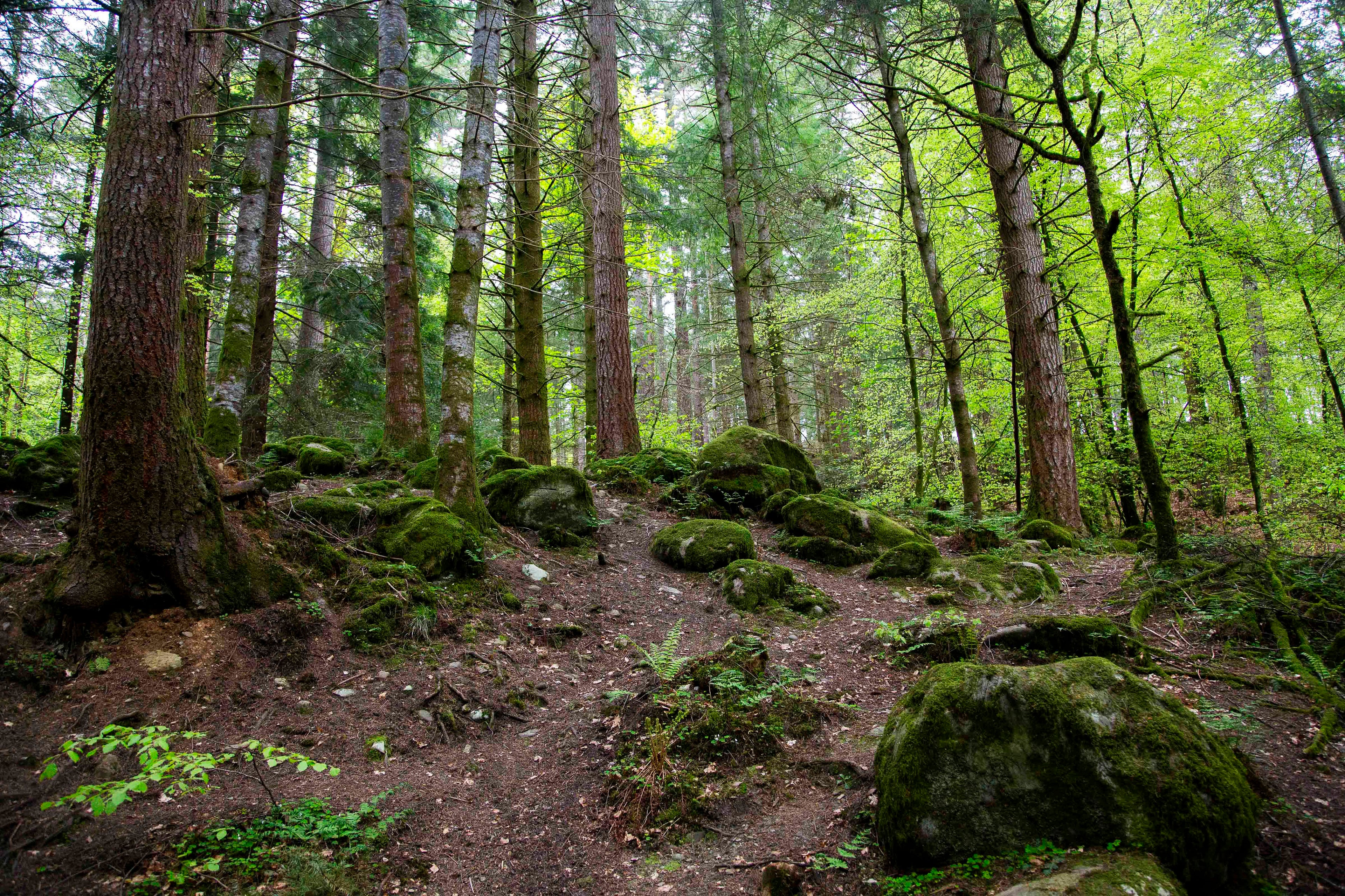 Scottish Forest Grove