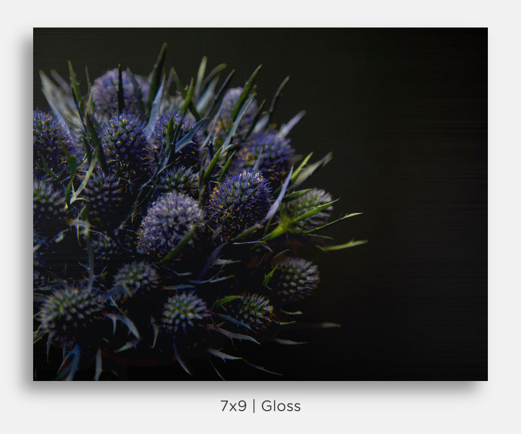 Flora and Fauna Metal Mini Prints