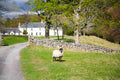 Sheep and Hunting Lodge, Scotland