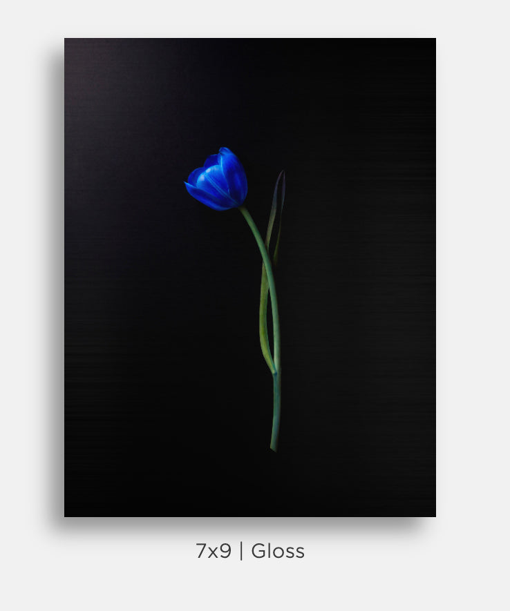 Flora and Fauna Metal Mini Prints
