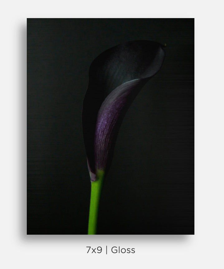 Flora and Fauna Metal Mini Prints