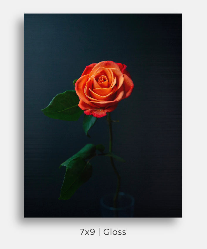 Flora and Fauna Metal Mini Prints