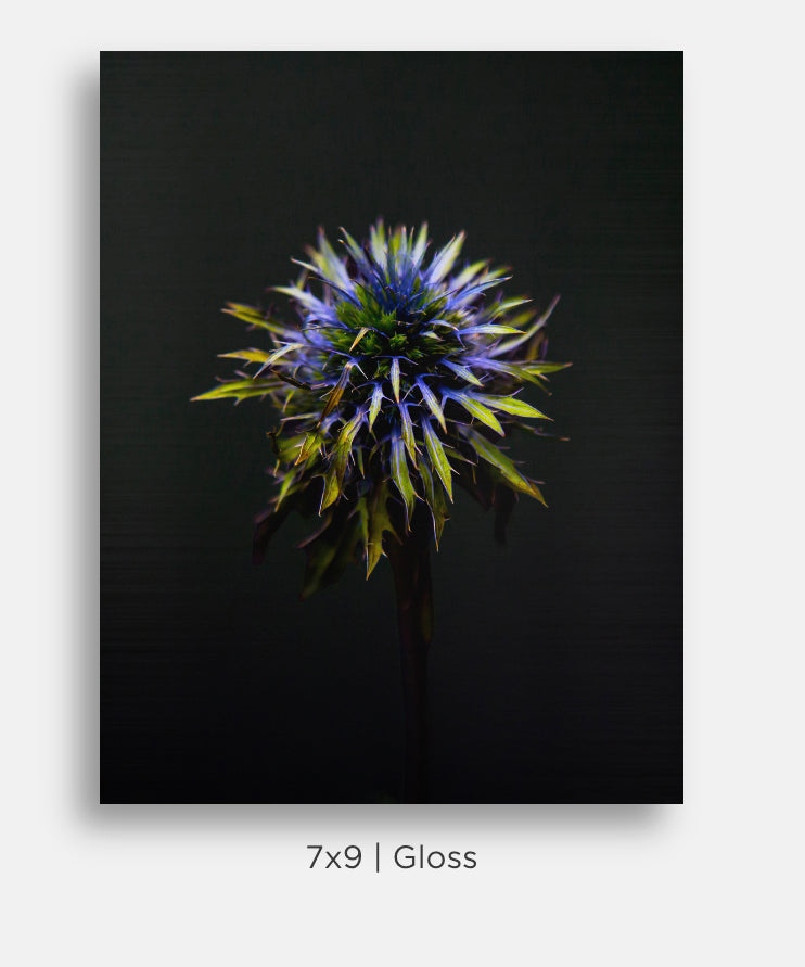 Flora and Fauna Metal Mini Prints