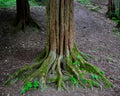 Moss-Covered Roots, The Hermitage, Scotland