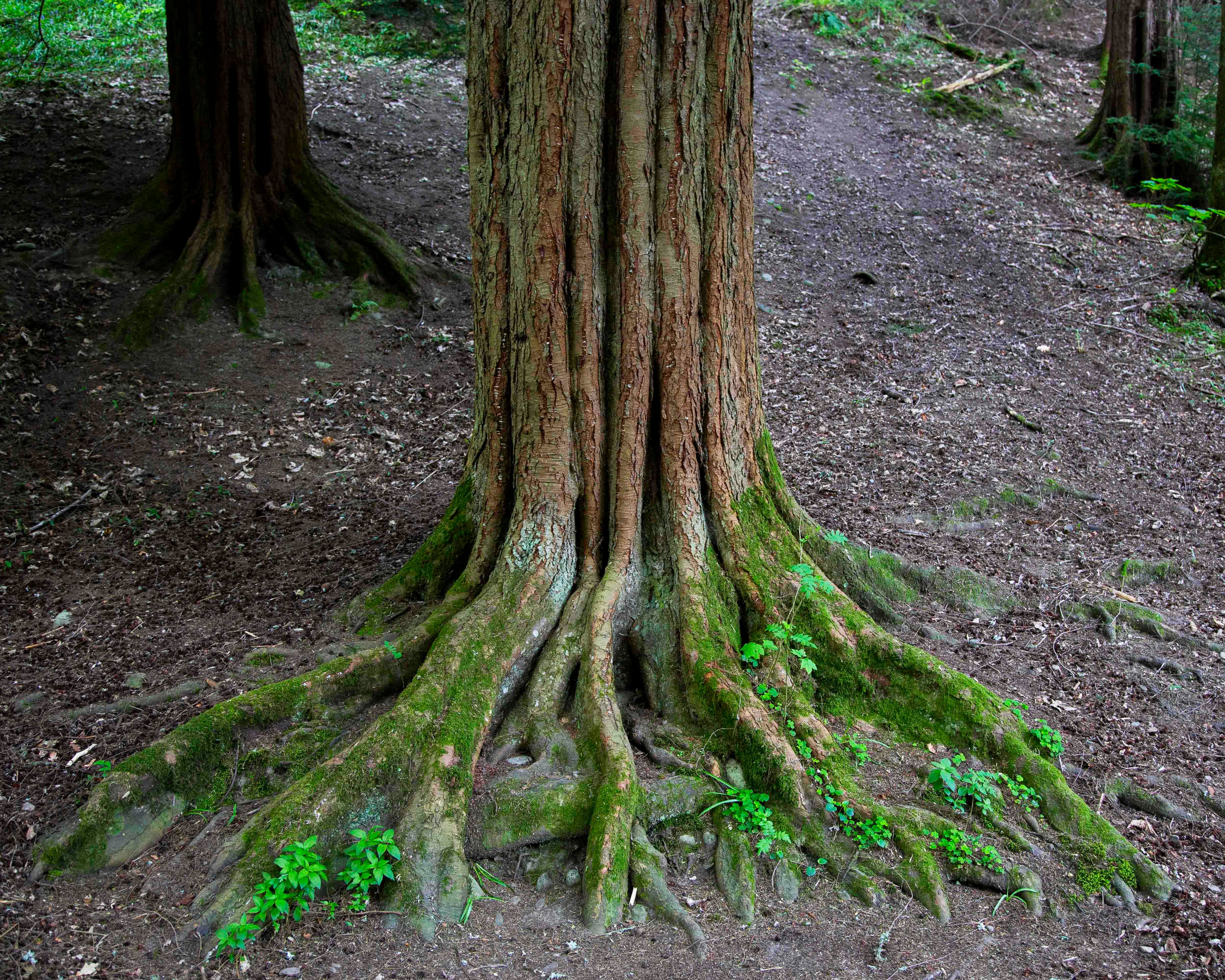 Moss-Covered Roots, The Hermitage, Scotland